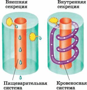 Биология многообразие живых организмов. 7 класс - i_036.jpg