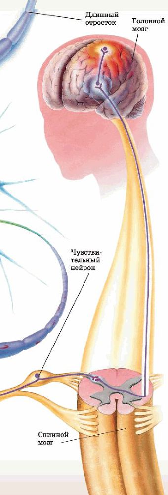 Биология многообразие живых организмов. 7 класс - i_042.jpg