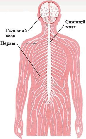 Биология многообразие живых организмов. 7 класс - i_043.jpg