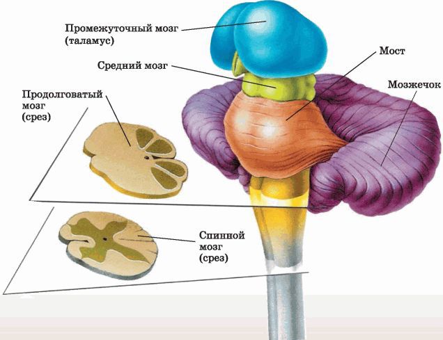 Биология многообразие живых организмов. 7 класс - i_051.jpg