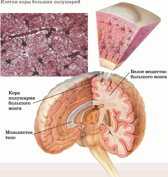 Биология многообразие живых организмов. 7 класс - i_053.jpg