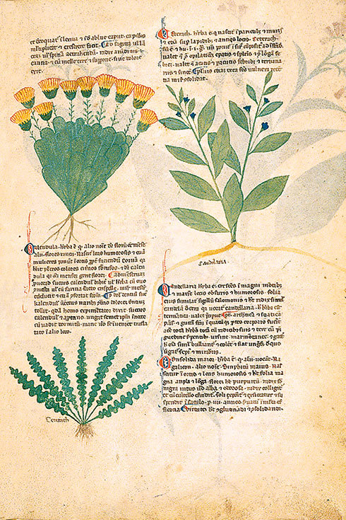 Имя розы - i_021.jpg