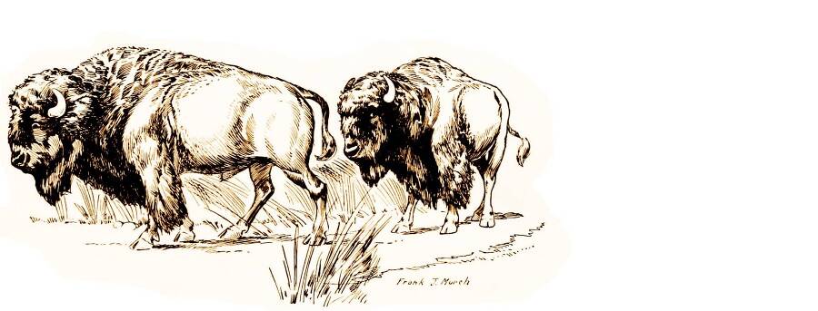 Апок, зазыватель бизонов - _13.jpg