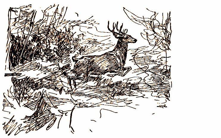 Апок, зазыватель бизонов - _19.jpg