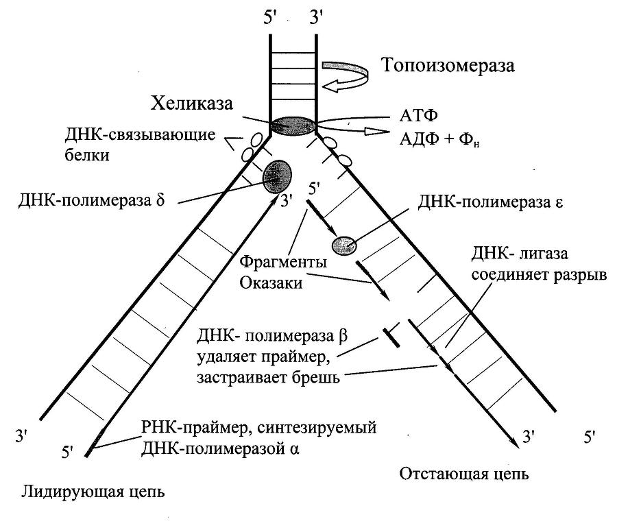 Биологическая химия - _2.jpg