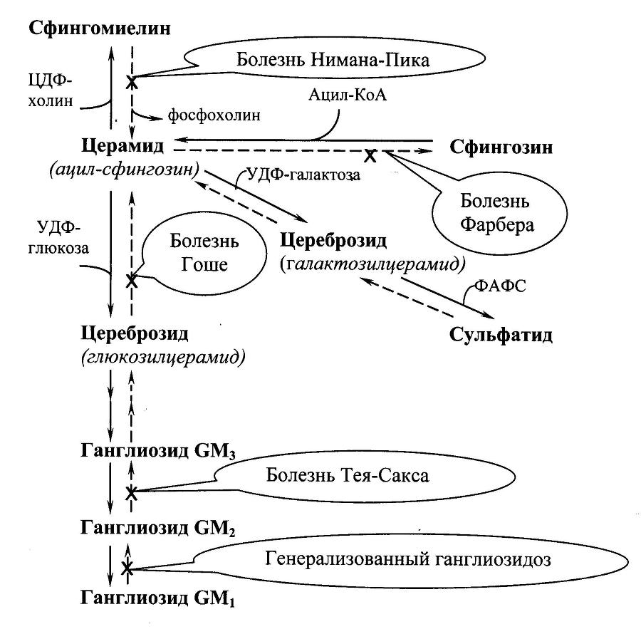 Биологическая химия - _23.jpg