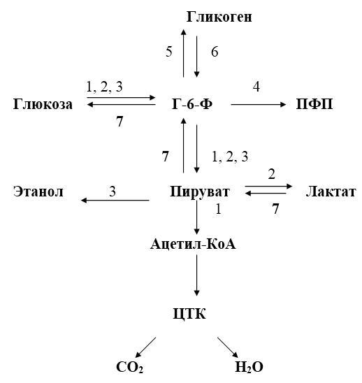 Биологическая химия - _15.jpg