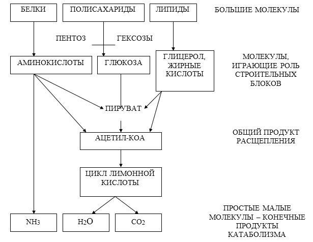 Биологическая химия - _7.jpg