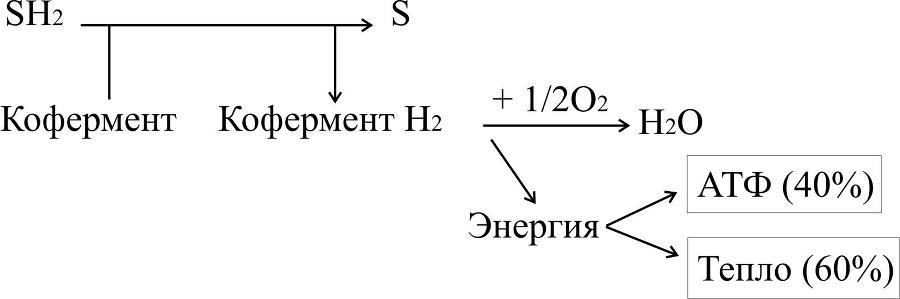 Биологическая химия - _8.jpg