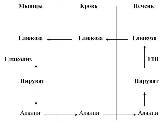 Биологическая химия - _16.jpg