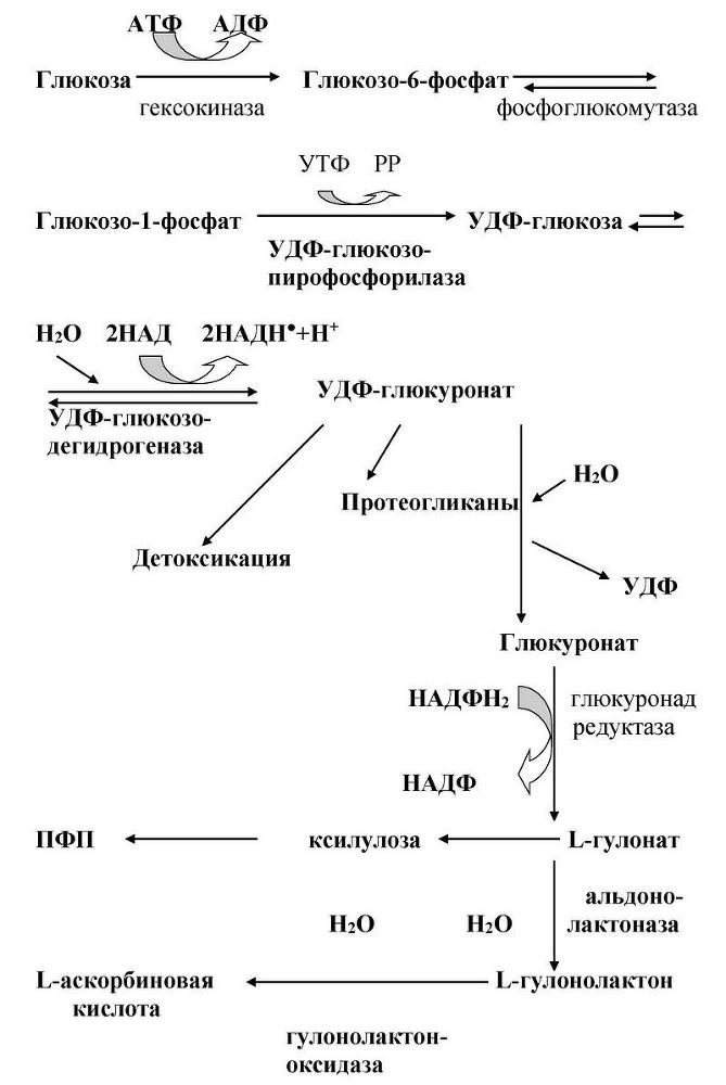 Биологическая химия - _17.jpg