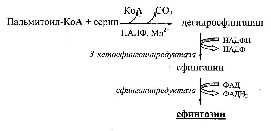 Биологическая химия - _22.jpg
