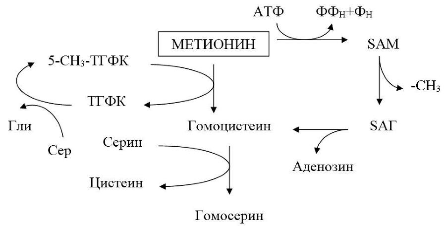 Биологическая химия - _28.jpg