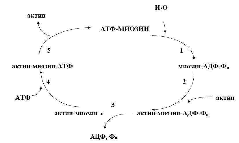 Биологическая химия - _37.jpg