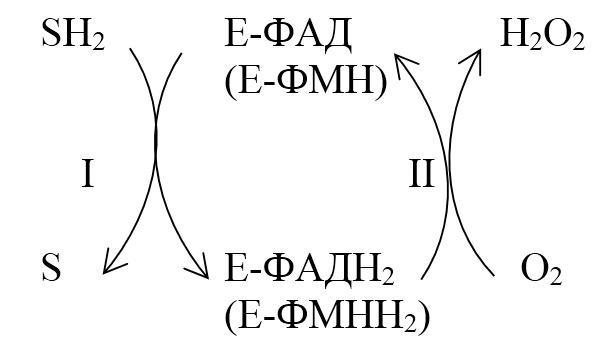 Биологическая химия - _10.jpg