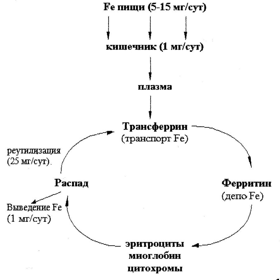 Биологическая химия - _36.jpg