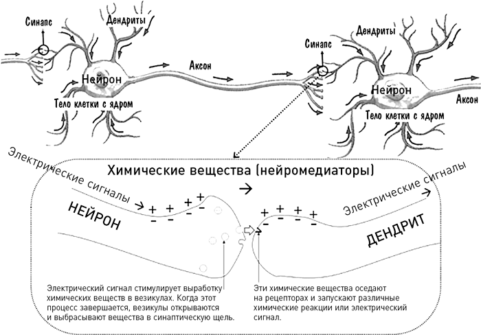 Мозг освобожденный. Как предотвратить перегрузки и использовать свой потенциал на полную мощь - i_003.png