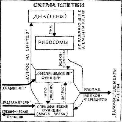 Раздумья о здоровье - _2.jpg