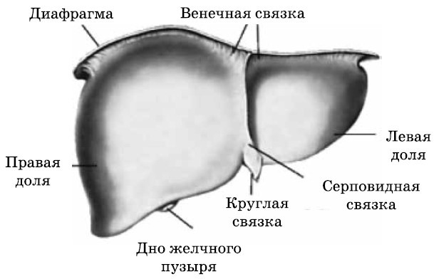 Очищение печени и почек - i_001.jpg