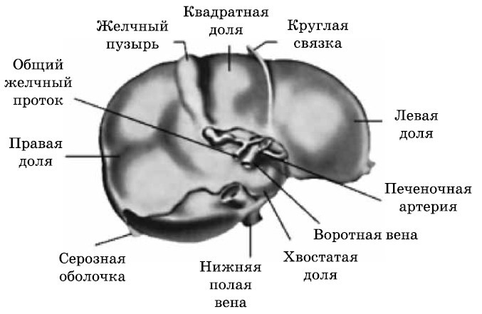 Очищение печени и почек - i_002.jpg