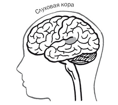 Дуэль нейрохирургов. Как открывали тайны мозга и почему смерть одного короля смогла перевернуть науку - i_015.jpg