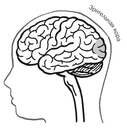 Дуэль нейрохирургов. Как открывали тайны мозга и почему смерть одного короля смогла перевернуть науку - i_016.jpg
