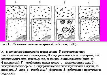 Теория адекватного питания и трофология - _1.jpg