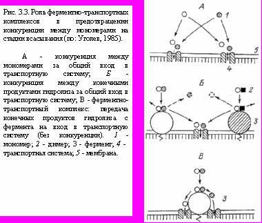 Теория адекватного питания и трофология - _12.jpg