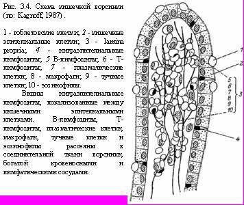 Теория адекватного питания и трофология - _13.jpg