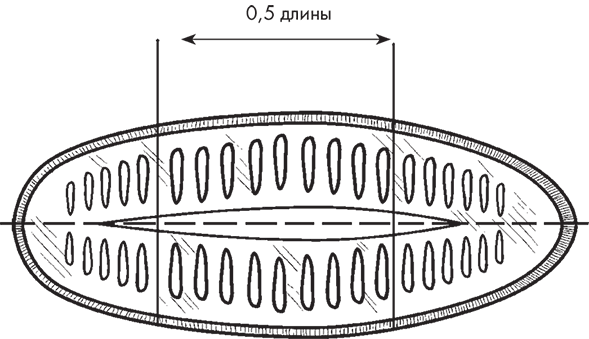 Овощи, ягоды, фрукты. Умная рассада и бережное хранение - i_007.png