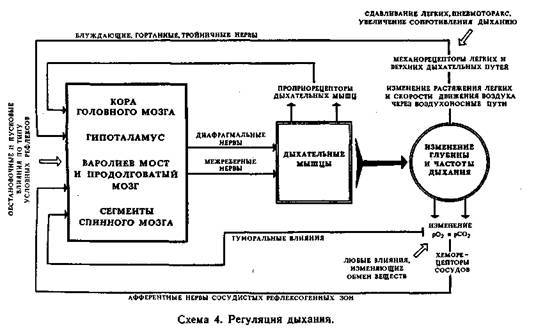 Механизмы регуляции вегетативных функций организма - image005.jpg