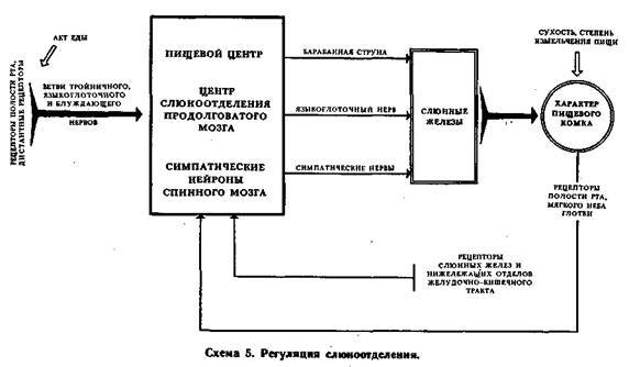 Механизмы регуляции вегетативных функций организма - image006.jpg