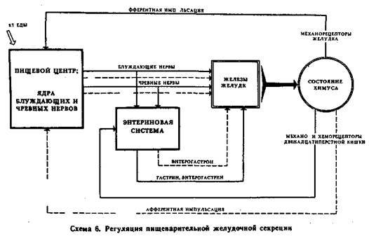 Механизмы регуляции вегетативных функций организма - image007.jpg