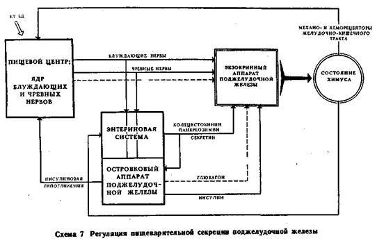 Механизмы регуляции вегетативных функций организма - image008.jpg