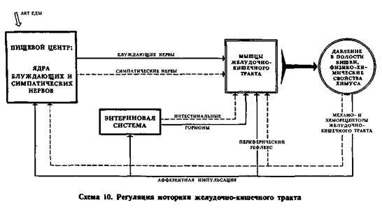 Механизмы регуляции вегетативных функций организма - image011.jpg