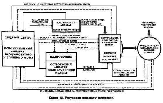 Механизмы регуляции вегетативных функций организма - image013.jpg