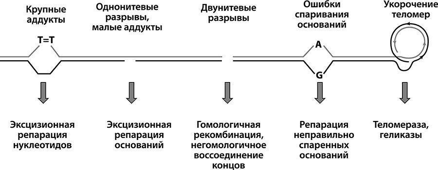 Как победить свой возраст? Восемь уникальных способов, которые помогут достичь долголетия - i_002.jpg