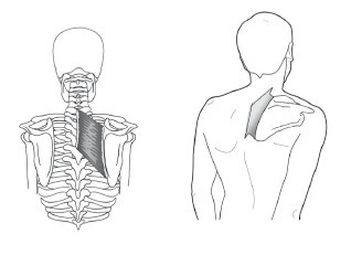 Диагностика и лечение позвоночника. Уникальная система доктора А. М. Уриа - i_101.jpg