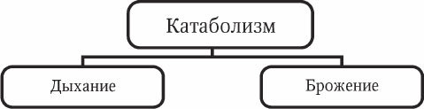 Антропология и концепции биологии - _09.jpg