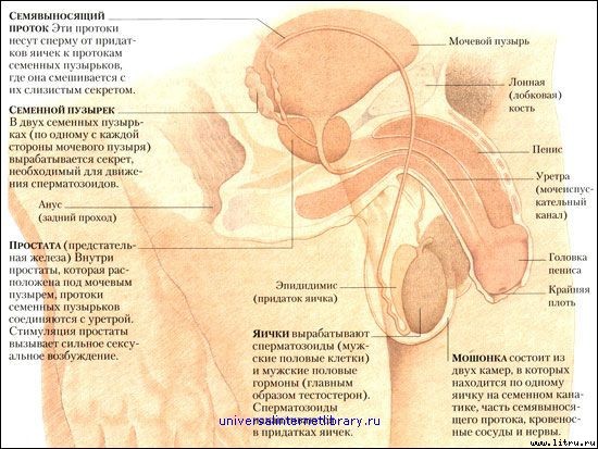 «Энциклопедия секса»: Откровения обо всем: Секс и вы - _264.jpg