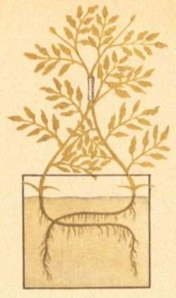 Томат на приусадебном участке и дома - i_005.jpg