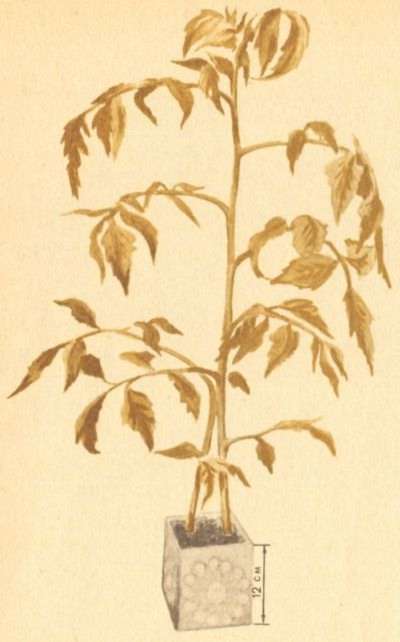 Томат на приусадебном участке и дома - i_006.jpg