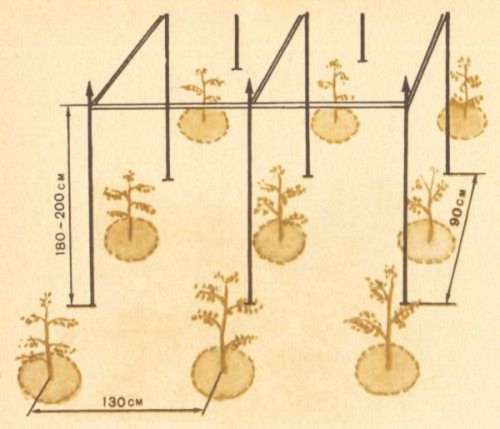 Томат на приусадебном участке и дома - i_008.jpg