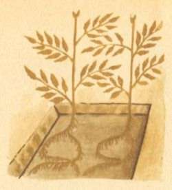 Томат на приусадебном участке и дома - i_009.jpg