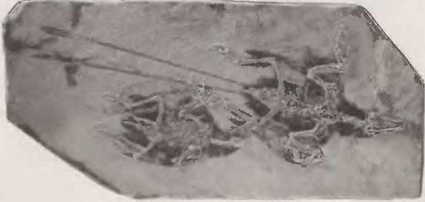 Знание-сила, 2002 № 11 (905) - pic_38.jpg