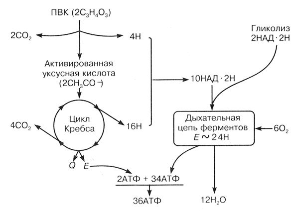 Обмен веществ и энергии в клетках организма - i_058.jpg