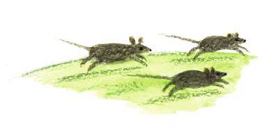 Криволапыч - i_005.jpg