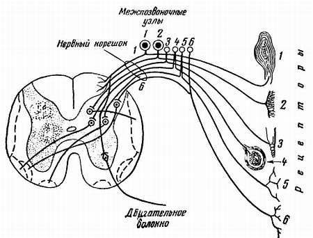 Боль и обезболивание - _10.jpg