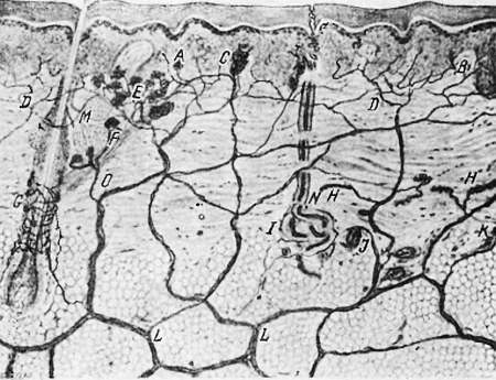 Боль и обезболивание - _13.jpg_0