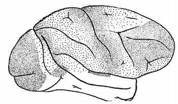 Боль и обезболивание - _14.jpg